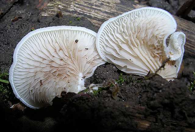 2005 :  Un anno di funghi